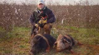 Hog Hunting with Jagd Terriers and Curs  Volume 1 [upl. by Ynna641]