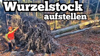 Umgestürzte Buche fällen  Wurzelstock aufstellen [upl. by Aenotna949]