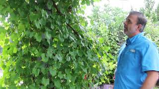 Muscadine Vitis rotundifolia  Plant Identification [upl. by Minier]