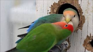 Lovebird 🦜 Breeding  Nest Making  petsandanimals birds nature itspetslifecuteanimals [upl. by Atila]