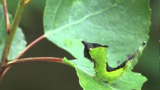 Braconidae  Cotesia affinis parasitized caterpillars of Cerura vinula [upl. by Yrrek489]