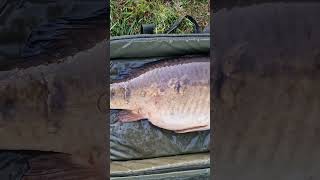 carpfishing carprun bigcarp boilies carptricks fishing karper [upl. by Cliff]