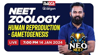 TOPIC  HUMAN REPRODUCTION  GAMETOGENESIS  ZOOLOGY🧬🔬🦠🦎  NEET 2024 [upl. by Yrrap912]