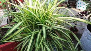 Spider plant jaise dikhnewala podha How to grow Pandanus plant [upl. by Babby53]