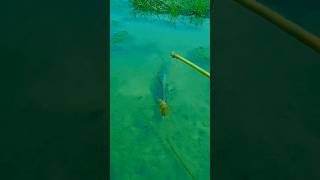 fishing 😱🐬😱 fishing fish shorts [upl. by Launcelot]