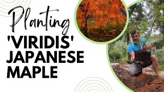 Planting a Viridis Dwarf Japanese Maple JapaneseMaple [upl. by Atsirhc]