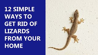 12 Incredible Ways to Get Rid of Lizards From Home  Simple Effective Remedies [upl. by Clinton]