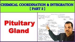 Chemical Coordination and Integration for NEET  PART 2  Pituitary Gland [upl. by Assirual]