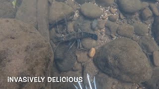 Invasively delicious catching Tahitian prawns in Hawaii Catch Clean and cook [upl. by Rodl]