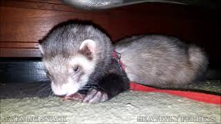 Ferret post workout snack [upl. by Inessa]