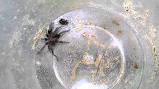 PHILIPPINE DWARF TARANTULA [upl. by Noel348]