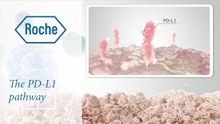 Cancer immunotherapy  The PDL1 pathway [upl. by Yelbmik133]