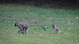 A Monkey Family Vervet Monkeys HD GoPro [upl. by Aibos732]