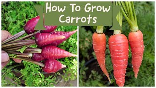 How To Grow Carrots  Growing Two Delicious Carrot Varieties [upl. by Lilybelle]