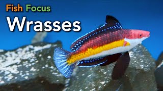 Fish Focus  Wrasses [upl. by Elda]