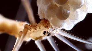 Cellar Spider  Daddy Long Legs Spider with her spiderlings  UHD 4K [upl. by Rebmak]