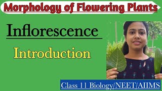 InflorescenceIntroduction Racemose amp Cymose Inflorescence Morphology of Flowering PlantsClass 11 [upl. by Maurilla]