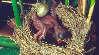 Common Cuckoo chick ejects eggs of Reed Warbler out of the nestDavid Attenboroughs opinion [upl. by Notsirk]