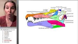 Vertebrates 7 Amniotic egg [upl. by Ellekcim]