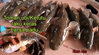 TOMAN UBIKETUTU LAKU KERAS HARGA PADU [upl. by Christye]