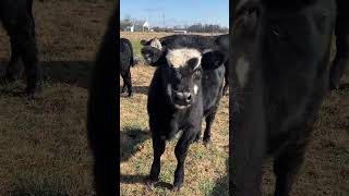 Penelope is growing up shorts cows onehappyassfarm farmlife animals donkeys farm cattle [upl. by Loss]