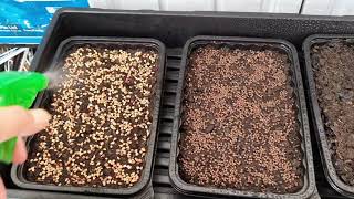 My Sunflower microgreens failed to germinate [upl. by Sum31]