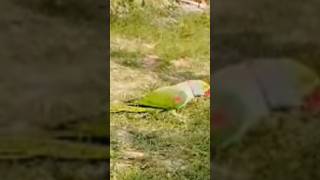 parrot song parrot song [upl. by Alisa827]