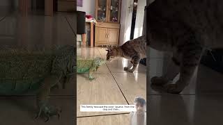 reptiles werescueanimal animals animalrescue iguana voicelessanimals lizard animalrescuetea [upl. by Auqenes628]