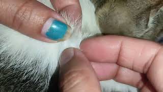 Popping and removing fleas on cat [upl. by Esinert]