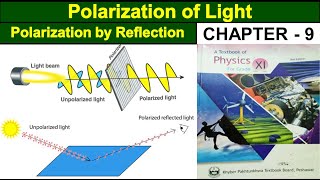 Polarization of Light  Brewster’s Law  Polarized Light  Class 11 physics  Study With ME [upl. by Ayres]