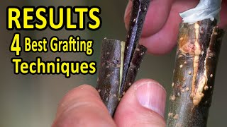 The 4 BEST Grafting Techniques using DORMANT SCIONS  RESULTS after 35 days [upl. by Etnovert806]