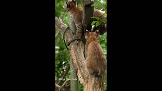 Carpathian Lynx Kittens at Dartmoor Zoo [upl. by Kcirdde]