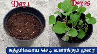 Brinjal Plant Growing in Tamilகத்திரிக்காய் செடி வளர்ப்பு How to grow brinjal from seeds [upl. by Ariayek]