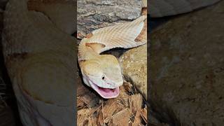 Copperheads eating Hornworms [upl. by Narret]