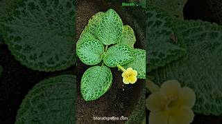 Episcia Yellow Hanging Plant indoorplant decor shorts tamil bharathgreens [upl. by Rraval]