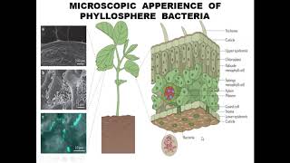 Phyllosphere 1 [upl. by Isma]