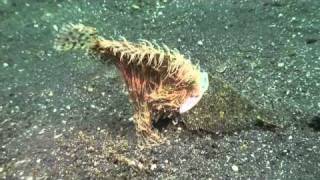 Crazy big mouth Frogfish tries to eat Flounder [upl. by Tami]