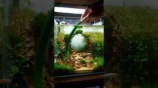 maintenance procedures step by step for planted aquarium setup aquarium feeds [upl. by Randolph913]