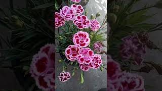 Sweet William or Dianthus BarbatusImelda Ingram [upl. by Yentterb]