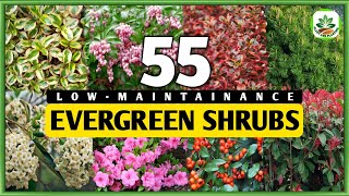 55 LOWMAINTAINANCE EVERGREEN SHRUBS  Evergreen Shrubs  Plant and Planting [upl. by Ariamat]