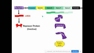 Repressible amp Inducible Operons AP Biology Topic 65 [upl. by Llenil]