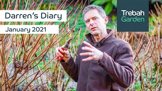 Winter Garden Projects amp Pruning Hydrangeas  January 2021  Darrens Diary [upl. by Paymar]