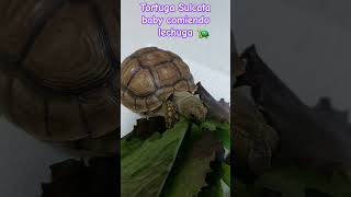 Tortuga Sulcata baby comiendo lechuga [upl. by Aninad152]