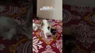 Calico cat for sale lucknow varanasi ayodhya bhopal kanpur sitapur sultanpur pryagaraj [upl. by Enilekcaj648]