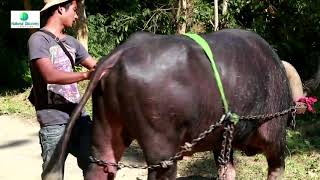 Cruelty on Animals  Bull used for dragging Heavy Logs of wood  Documentary Film [upl. by Nathanil489]