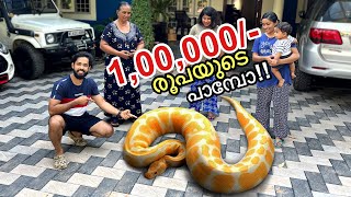 💥അയ്യോ പാമ്പ്  Surprised My Family With a “REAL” Python [upl. by Ahcrop]