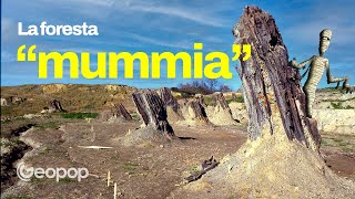 La foresta fossile di Dunarobba dove le mummie sono alberi di oltre 2 milioni di anni [upl. by Nanek]