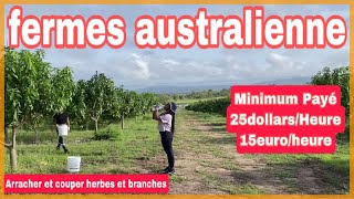 TRAVAILLER DANS UNE FERME en australie 🇦🇺le Quotidien [upl. by Rennob]