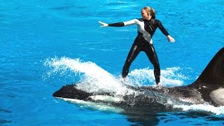 Amazing Show Of Killer Whale And Dolphin  Sea World  San Diego [upl. by Bayly947]