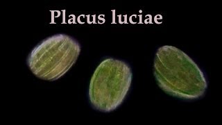 Placus luciae [upl. by Angelis]